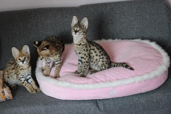 disponibili per la vendita i cuccioli caracal e savannah - media 7